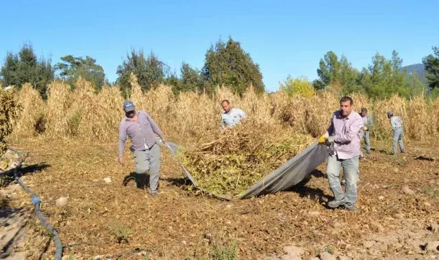 Çandır fasulyesinin hasat zamanı