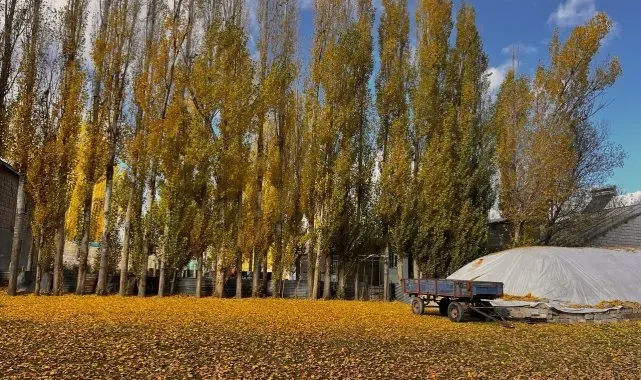 Sararan yapraklar toprakla buluştu