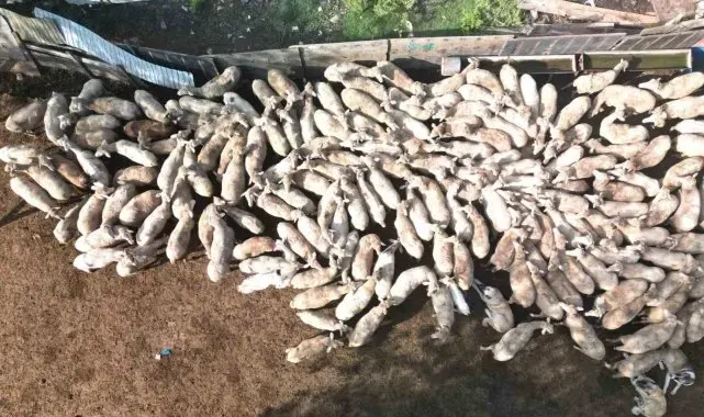 Bu destekle ağıllar yeni doğan kuzularla şenlendi