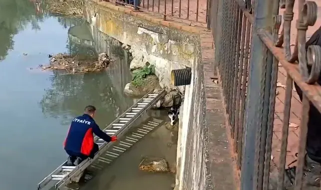 Çaya düşen kedinin yardım çağrısına itfaiye yetişti