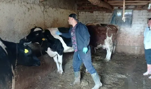 Çay'da büyükbaş hayvanlara aşılama yapıldı