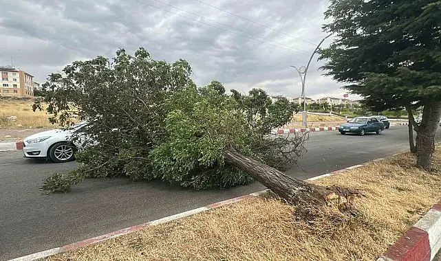 Erciş'te fırtına ağaçları kökünden söktü