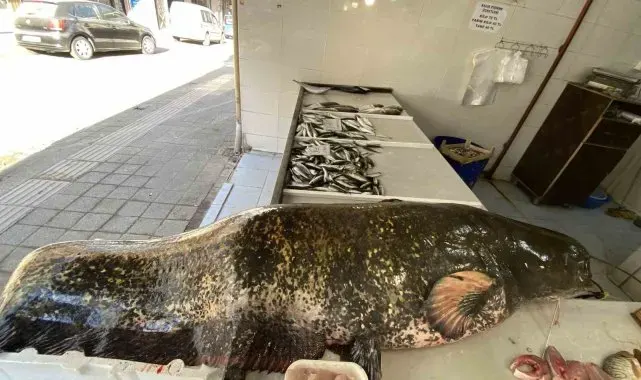 Meriç Nehri'nde dev yayın balığı yakalandı