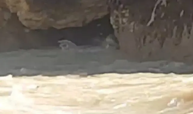 Hakkari'de su samuru görüntülendi