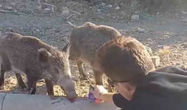 Bodrum'da aç kalan domuzları elleriyle beslediler