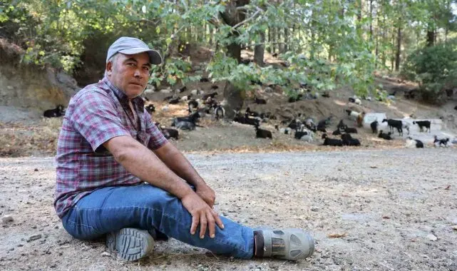 Dağlardaki kurtlar, keçi çobanlarının en büyük kabusu oldu