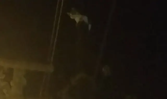 Kedi, telefon direğinde mahsur kaldı