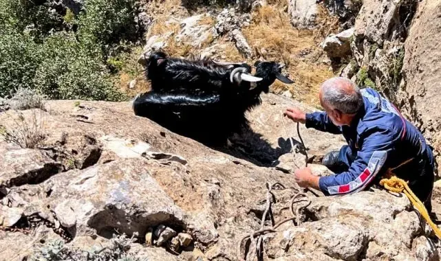 Diyarbakır'da kurt saldırısından kaçan keçiler uçurumda mahsur kaldı