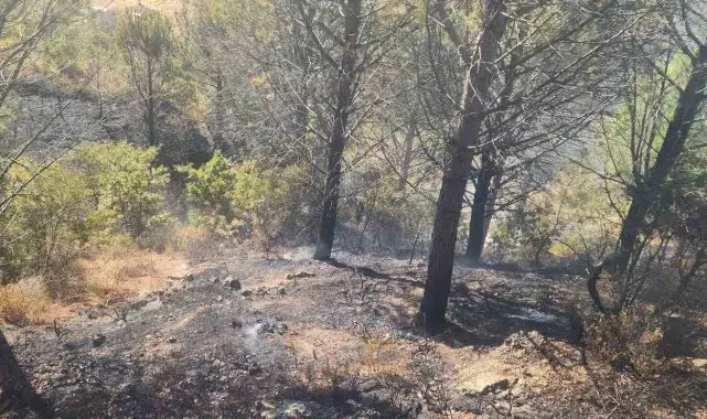 Zeytinlik alanda çıkan yangına havadan ve karadan müdahale edildi