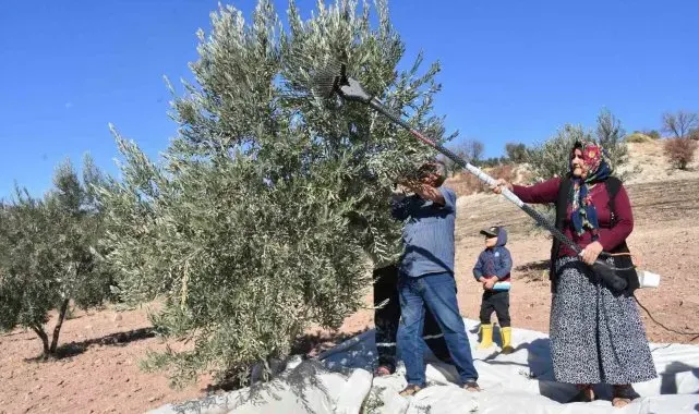 Gaziantep'te zeytin hasadı başladı