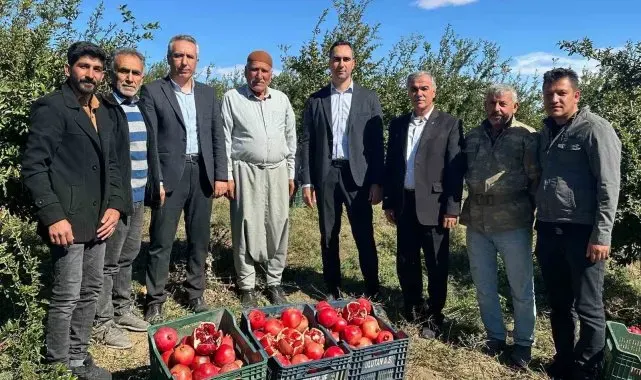 Samsat'ta nar hasadı başladı