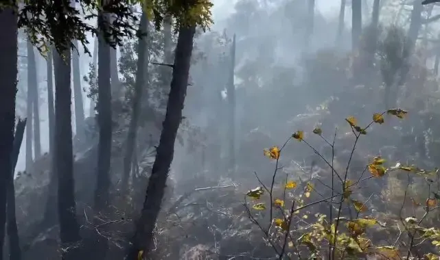 Orman yangınına müdahale çevre illerden destekle devam ediyor