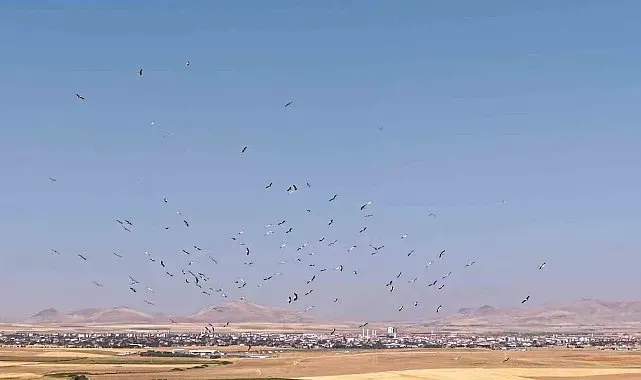 Düden Gölü'nde leyleklerin dansı havadan görüntülendi