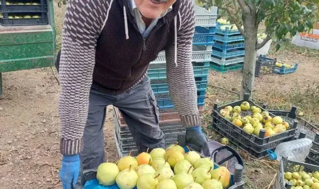 Sungurlu'da deveci armudu hasadı başladı