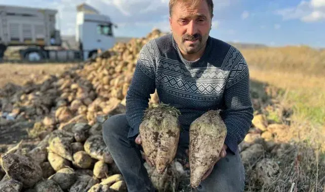Akyaka'da pancar hasadı başladı
