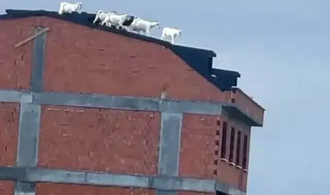 Arnavutköy'de kaçan keçiler binanın çatısına çıktı