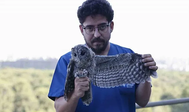 Ebeveynlerinin terk ettiği 3 Alaca Baykuş'un rehabilitasyonu tamamlandı