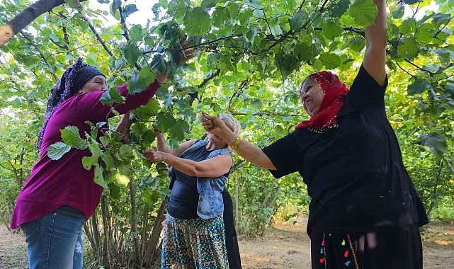 Fındık toplarken fıtık olmayın