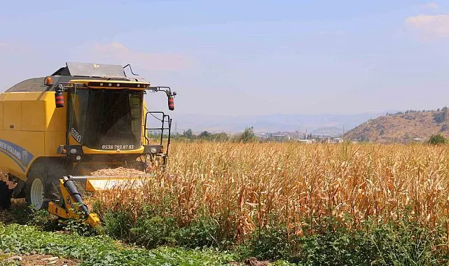 Kahramanmaraş'ta mısır hasadı başladı